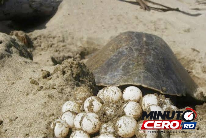 El mito de los huevos de tortuga y los bubíes como potenciadores sexuales: una creencia sin sustento científico